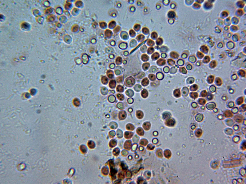 Corticial hydnoide para identificar. (Hyphodontia spathulata)